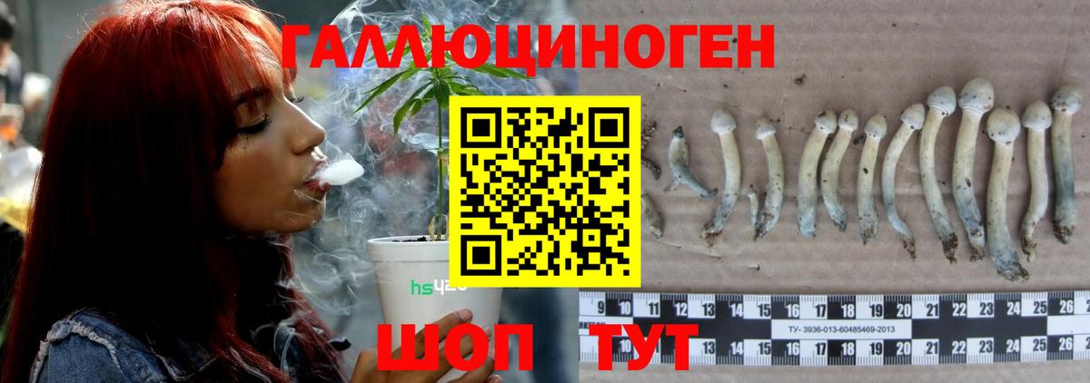 Галлюциногенные грибы Psilocybine cubensis Киров